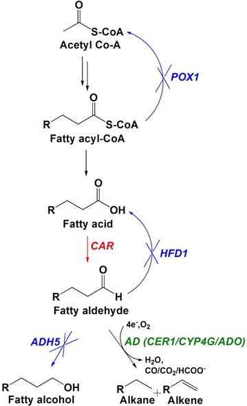 Fig. 1