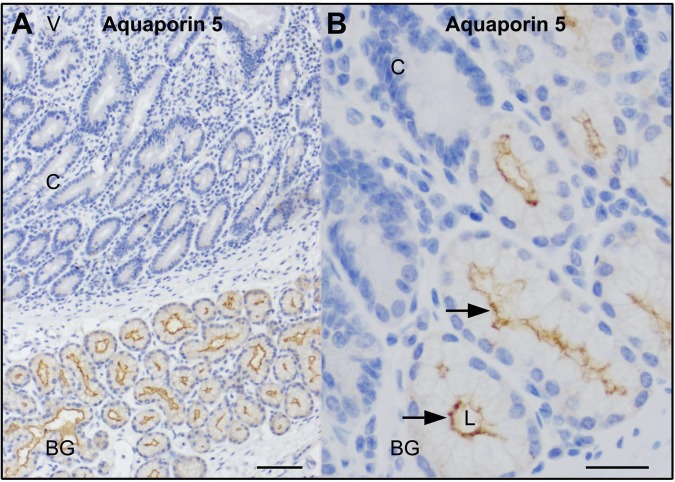 Fig. 8.