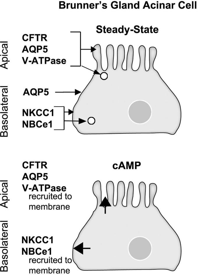 Fig. 12.