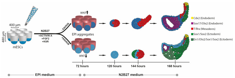 graphic file with name BioProtoc-13-14-4722-ga001.jpg