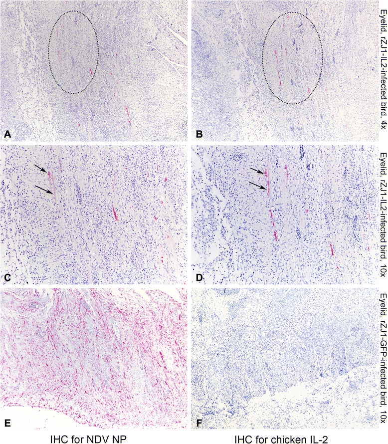 Fig. 6