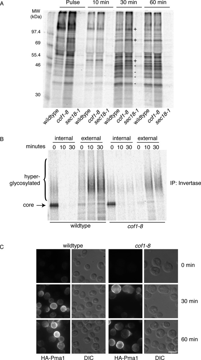 FIGURE 4: