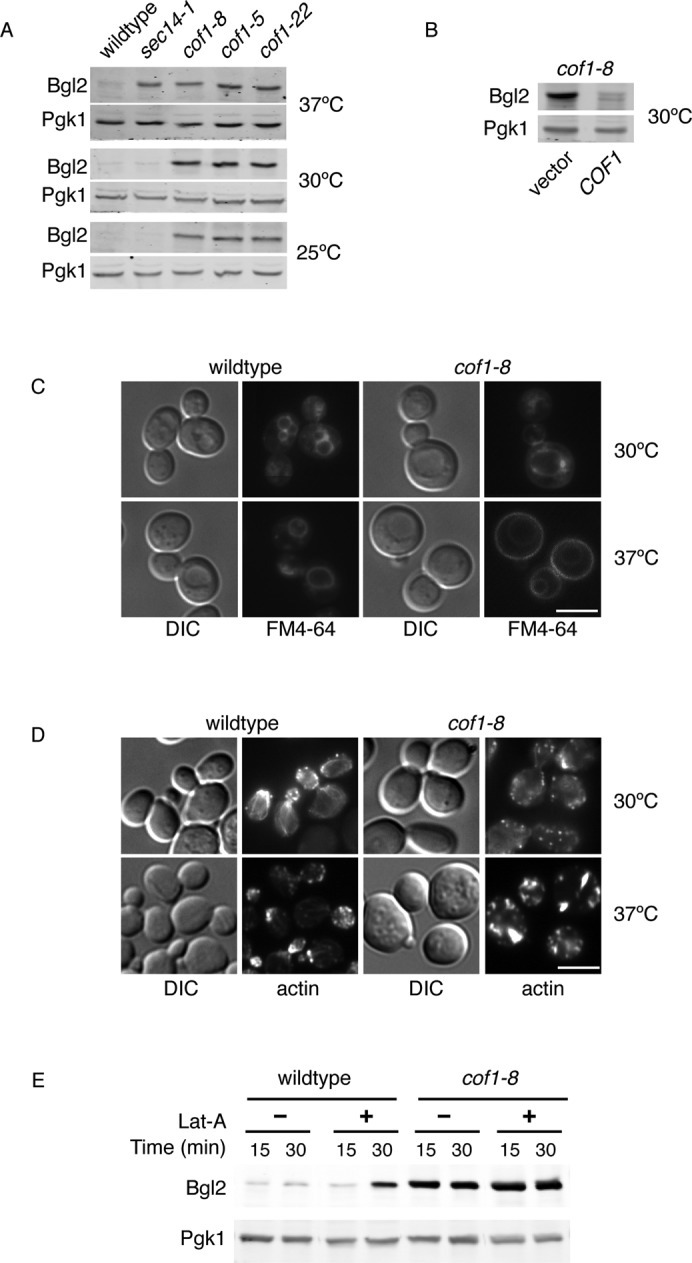 FIGURE 1: