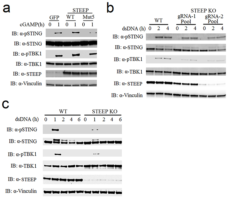 Extended Data Fig. 4