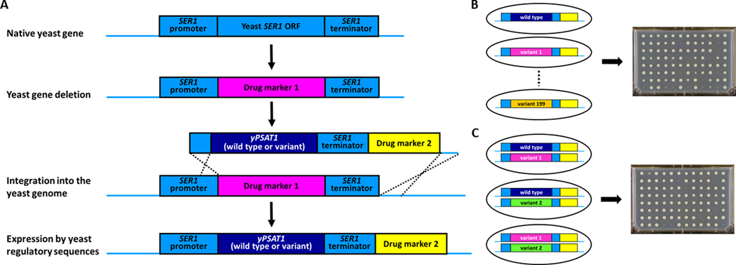 Figure 1.