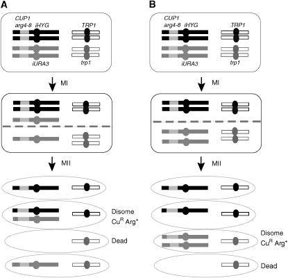 Figure 2.—