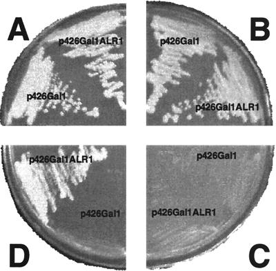 FIG. 5