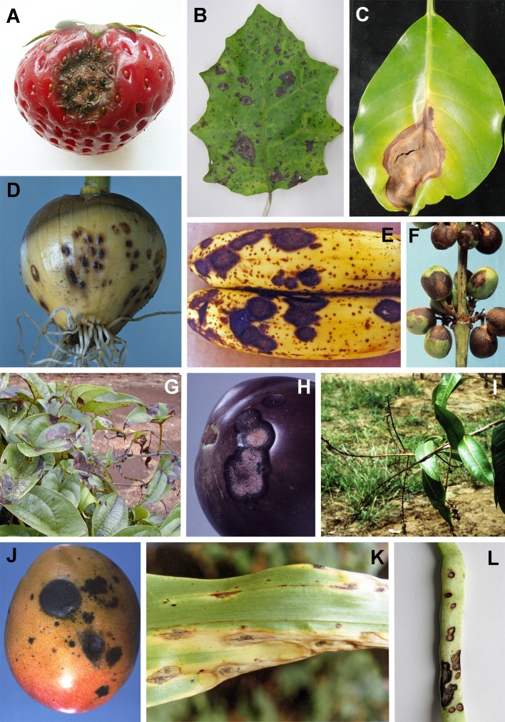 Fig. 1A–L.