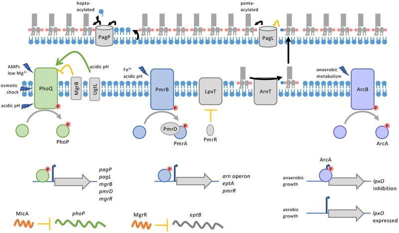 Figure 2: