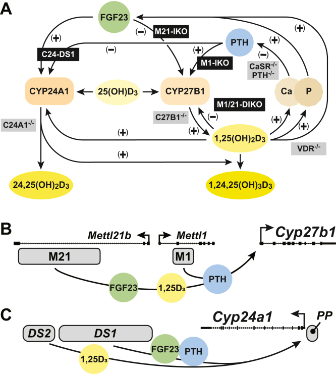 Figure 1