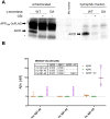Figure 1—figure supplement 1.