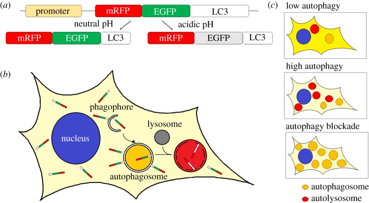 Figure 3.