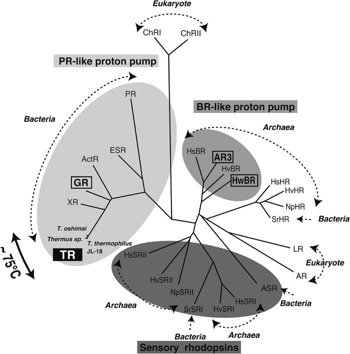 FIGURE 1.