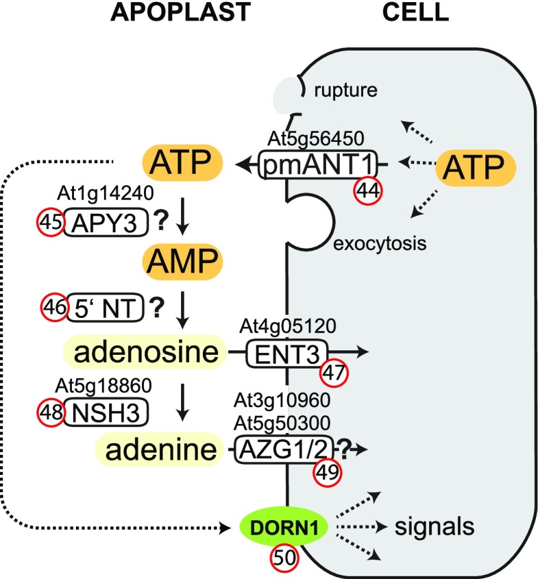 Figure 7.