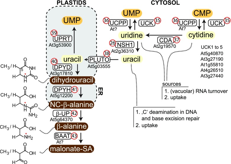 Figure 6.