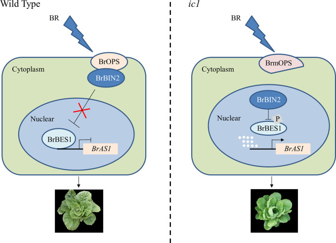 Fig. 7.