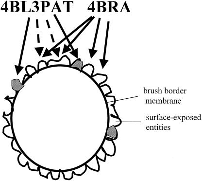 FIG. 8.