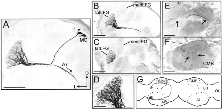 Fig. 4.