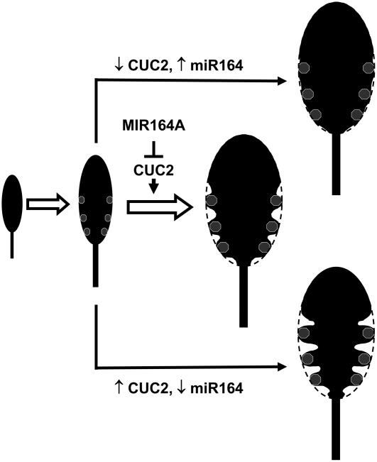 Figure 11.