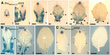 Figure 10.