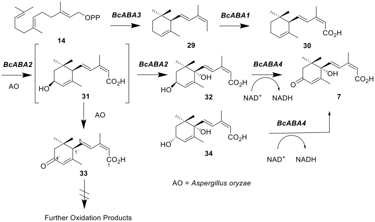 Figure 12