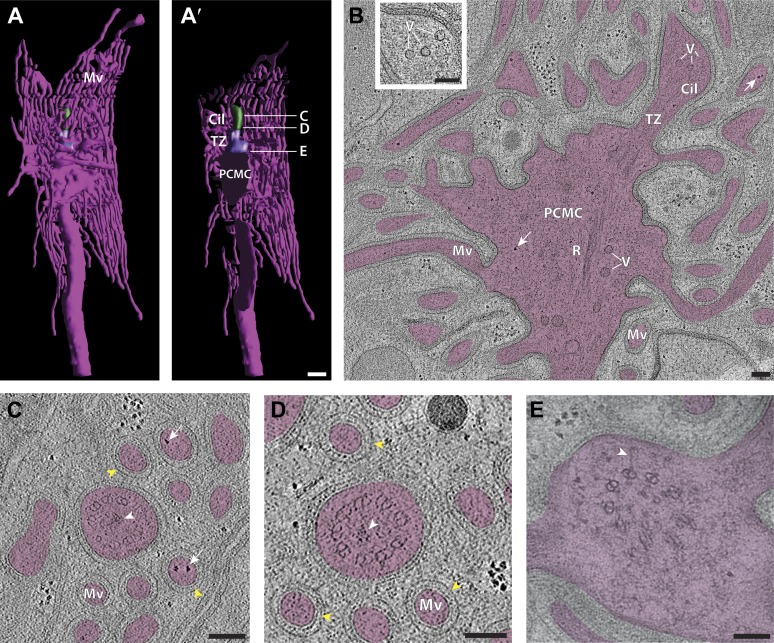 Figure 12.