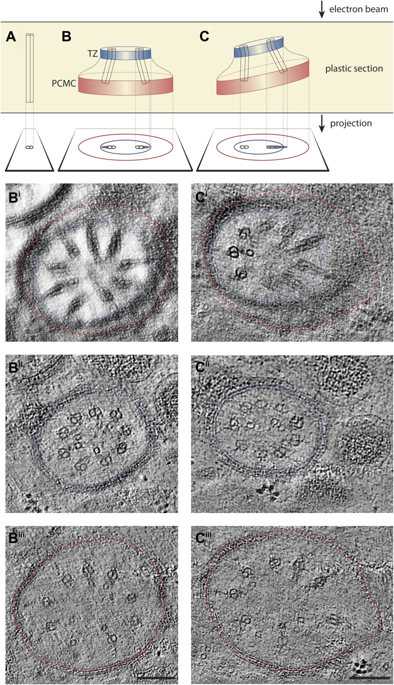 Figure 4—figure supplement 2.