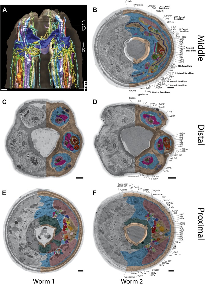 Figure 1—figure supplement 2.