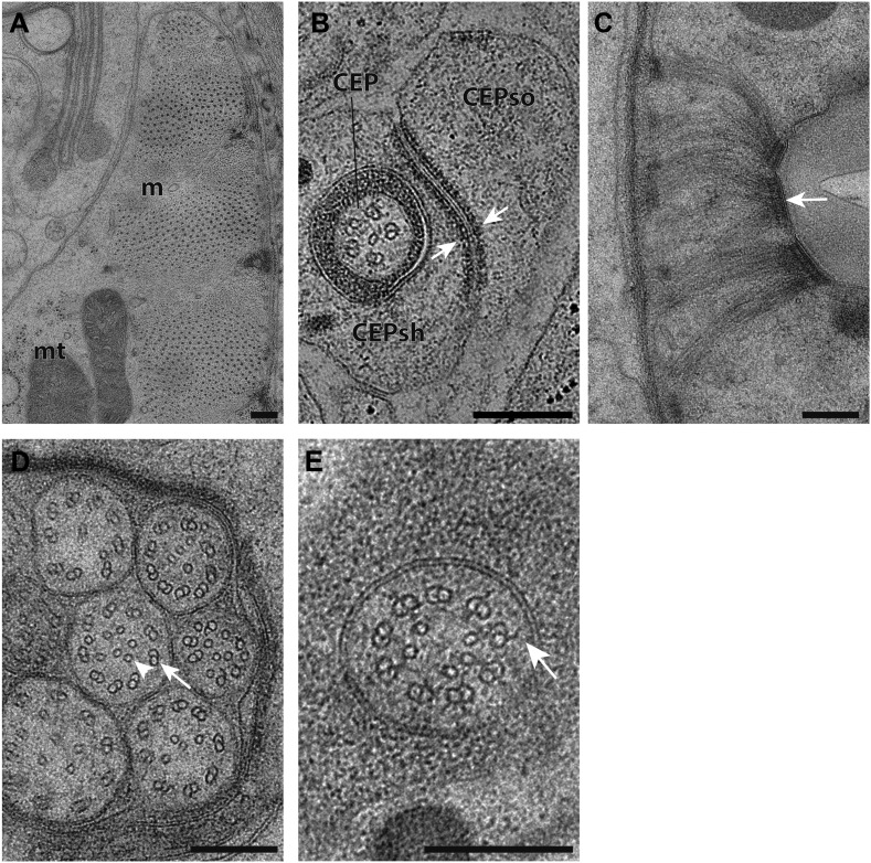 Figure 1—figure supplement 1.