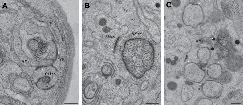 Figure 3—figure supplement 2.