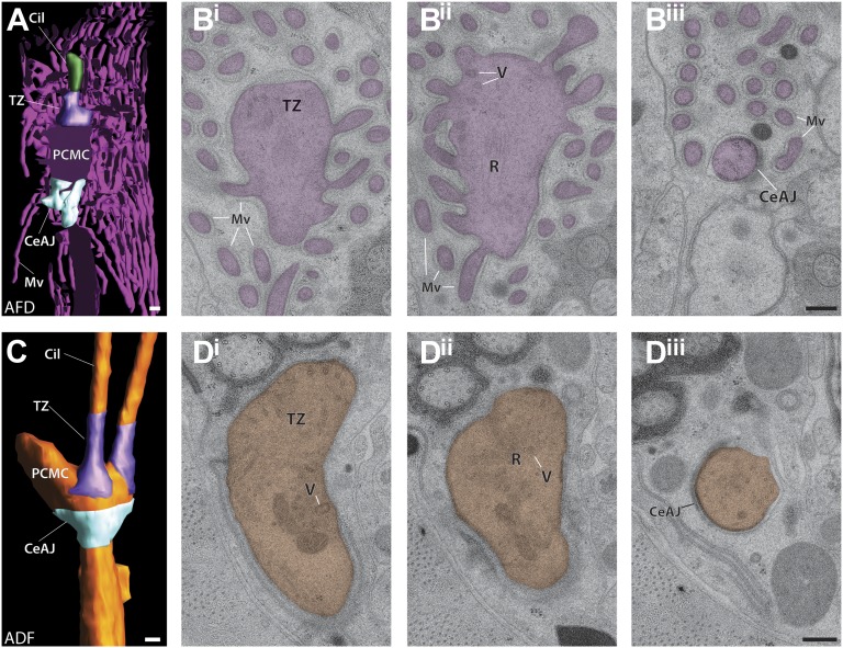 Figure 12—figure supplement 1.