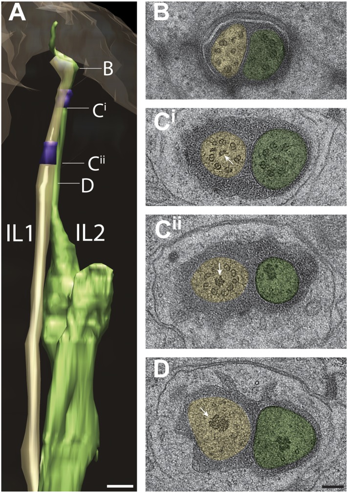 Figure 13.