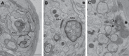 Figure 3—figure supplement 2.
