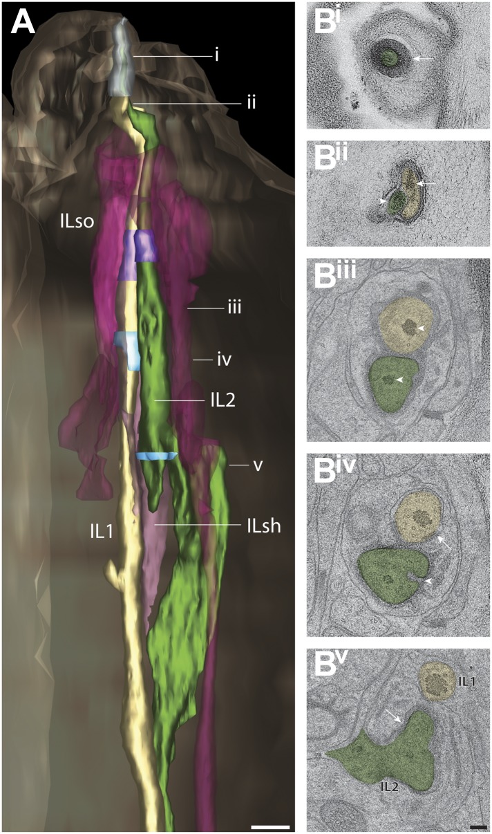 Figure 13—figure supplement 1.