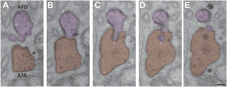 Figure 12—figure supplement 2.