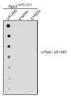 Figure 2—figure supplement 1.