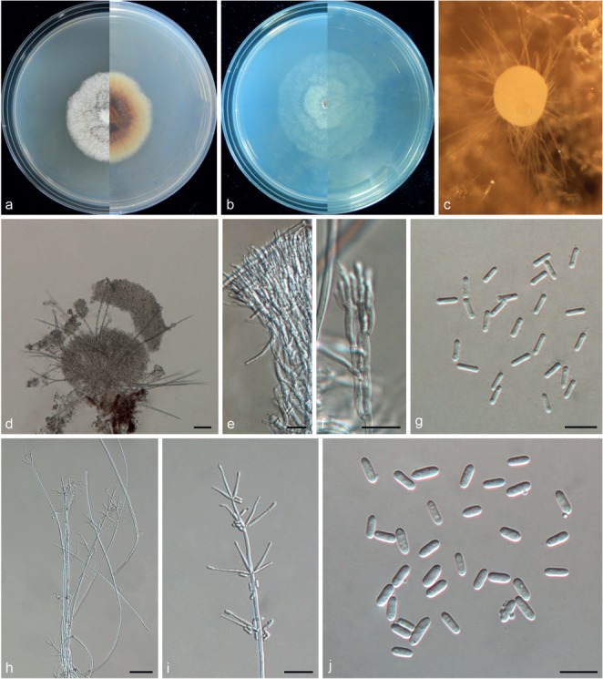 Fig. 21