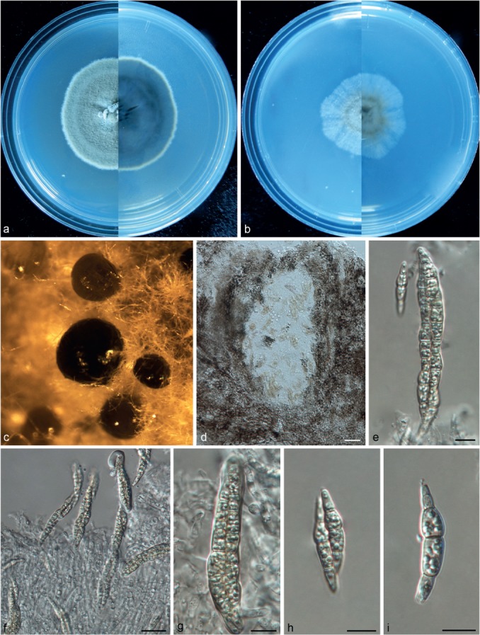 Fig. 16