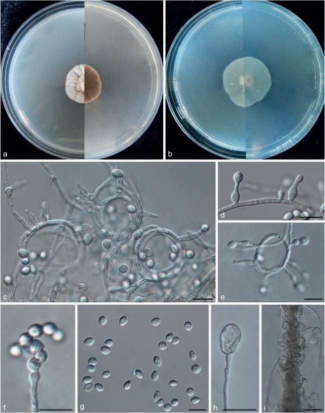 Fig. 11