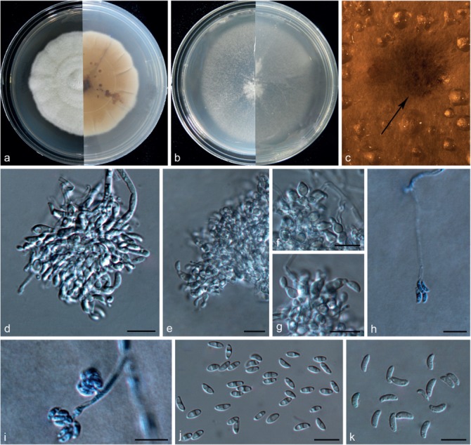 Fig. 13