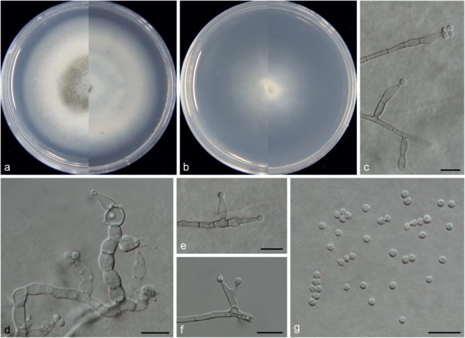 Fig. 18