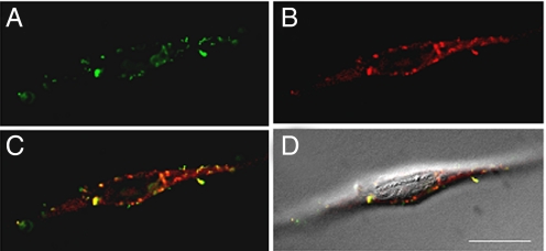 Fig. 4.