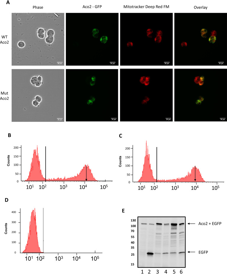 Fig. 8.