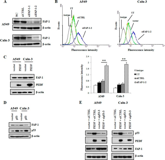 FIGURE 9.