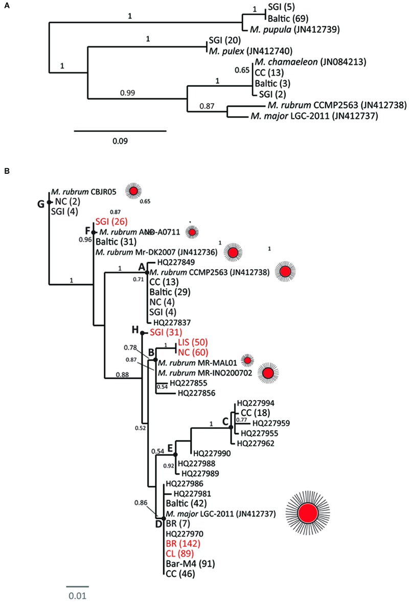 FIGURE 1