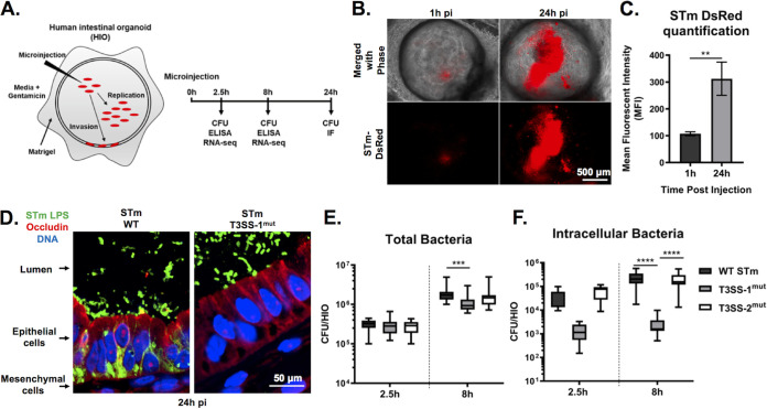 FIG 1