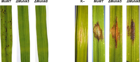 Figure 14