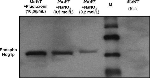 Figure 12