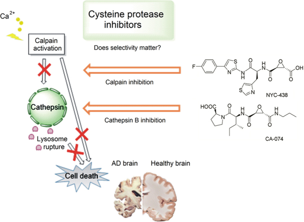 Cysteine proteases as therapeutic targets: does selectivity matter? A ...