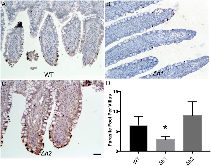 Fig 6